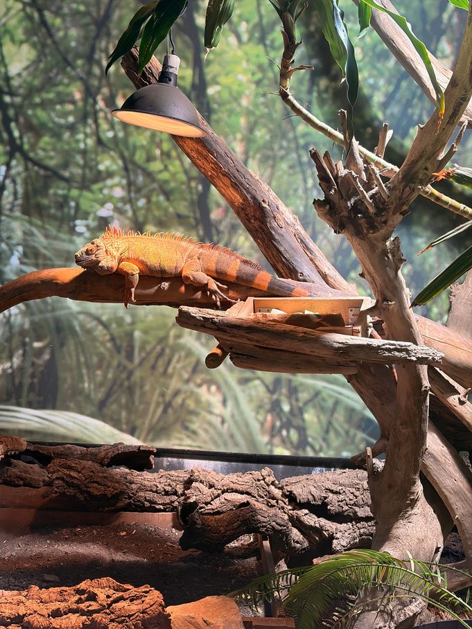 Iguane sur une branche